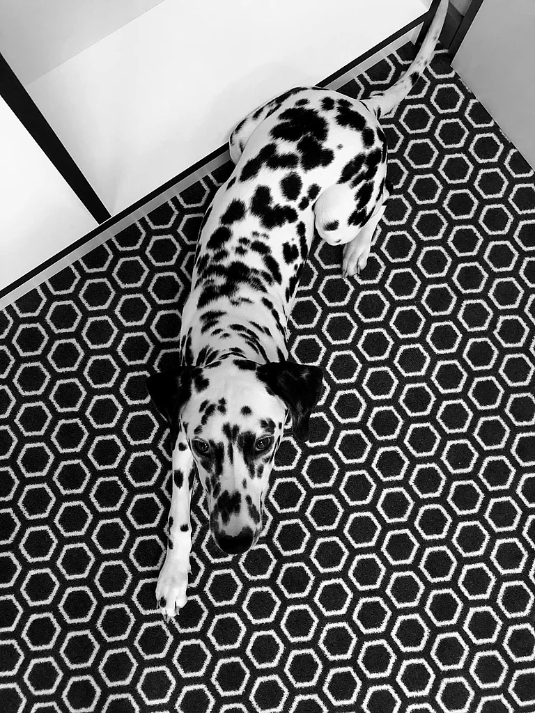 Camouflage office dog Foto eines Dalmatiners, der auf dem Teppichbodens des SNK Büros wie getarnt wirkt